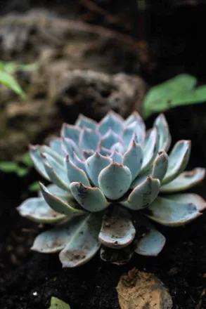 {{ t.altSucculent }}
